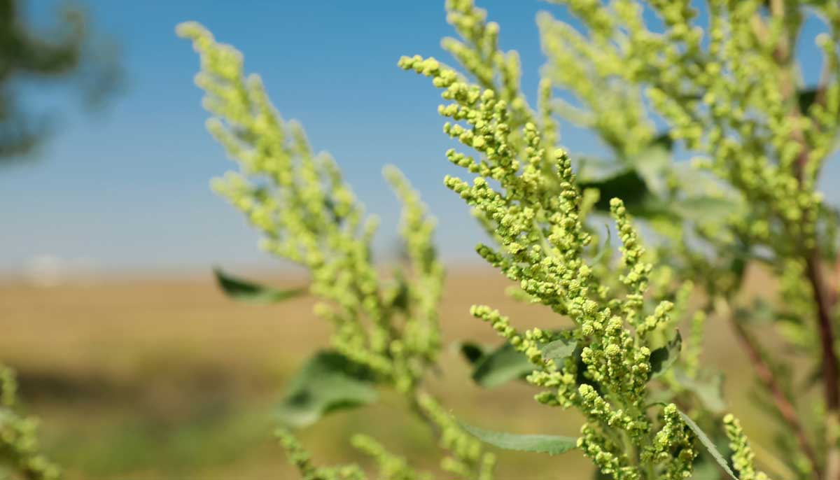 Neue Allergieauslöser und gebietsfremde Pflanzenarten 